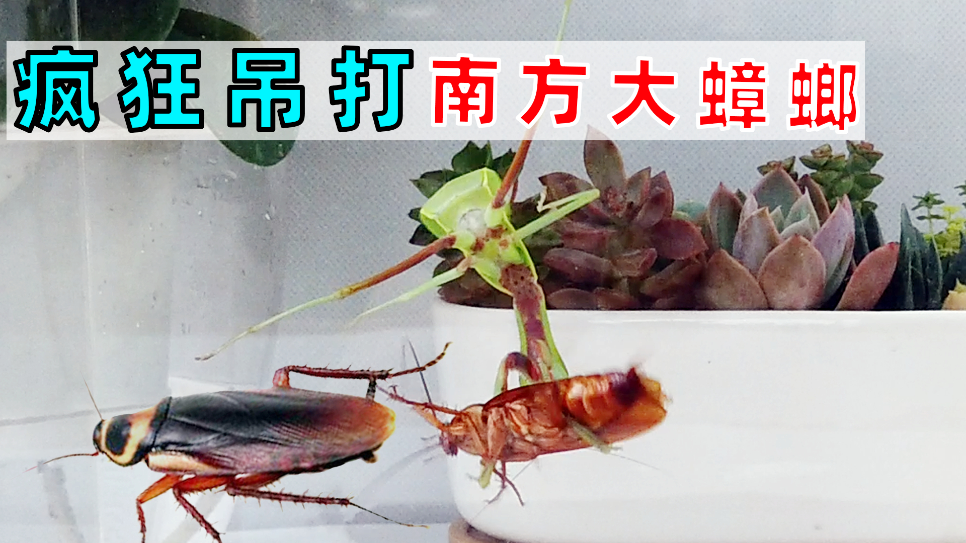 疯狂吊打南方大蟑螂,小螳螂复仇记!